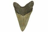Fossil Megalodon Tooth - North Carolina #328255-1
